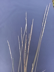 Digitaria monodactyla