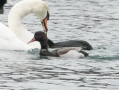 Anas platyrhynchos × Netta rufina