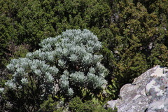 Euryops pectinatus pectinatus