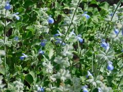Salvia cedrosensis