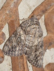 Catocala umbrosa
