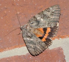 Catocala ilia-complex