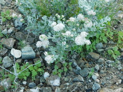 Eriogonum pondii