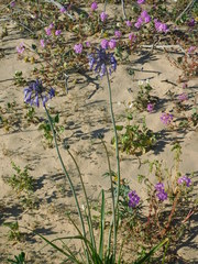 Triteleiopsis palmeri