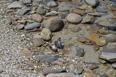 Graphium delessertii