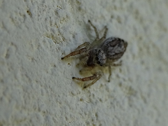 Pseudicius encarpatus