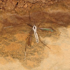 Entomophthorales