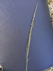 Eragrostis plana