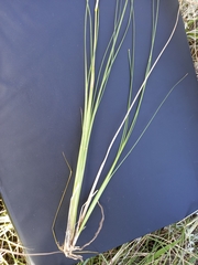 Eragrostis plana