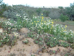 Amauria brandegeeana