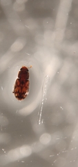 Synchita parvula