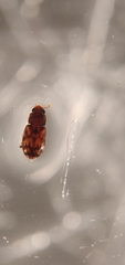 Synchita parvula