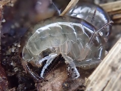 Cryptorchestia garbinii