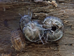 Cryptorchestia garbinii