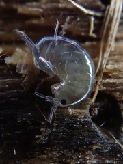 Cryptorchestia garbinii