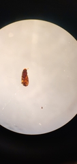 Synchita parvula