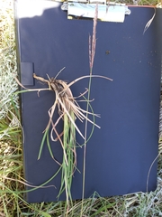 Andropogon appendiculatus