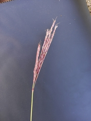 Andropogon appendiculatus