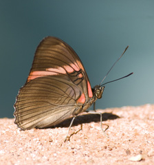 Adelpha lycorias lycorias