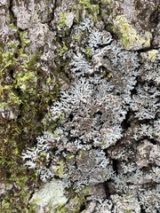 Physconia grumosa