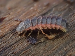 Phosphaenus hemipterus