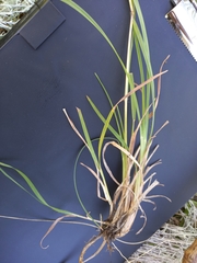 Andropogon appendiculatus