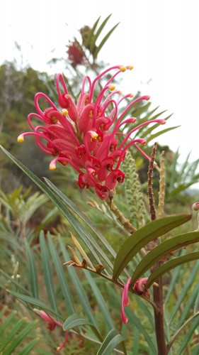 Grevillea banksii