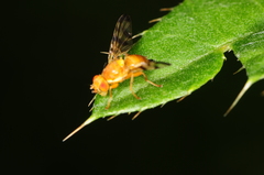 Trypetinae