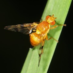 Trypetinae