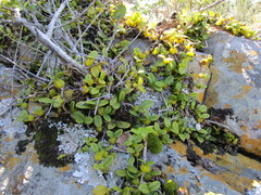 Bulbophyllum scaberulum scaberulum