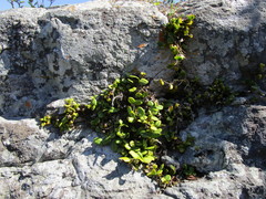 Bulbophyllum scaberulum scaberulum