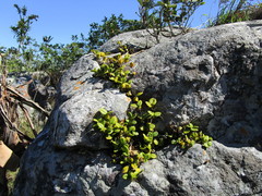 Bulbophyllum scaberulum scaberulum