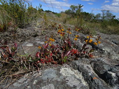 Polystachya pubescens