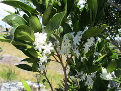 Tricalysia capensis