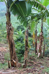 Musa acuminata