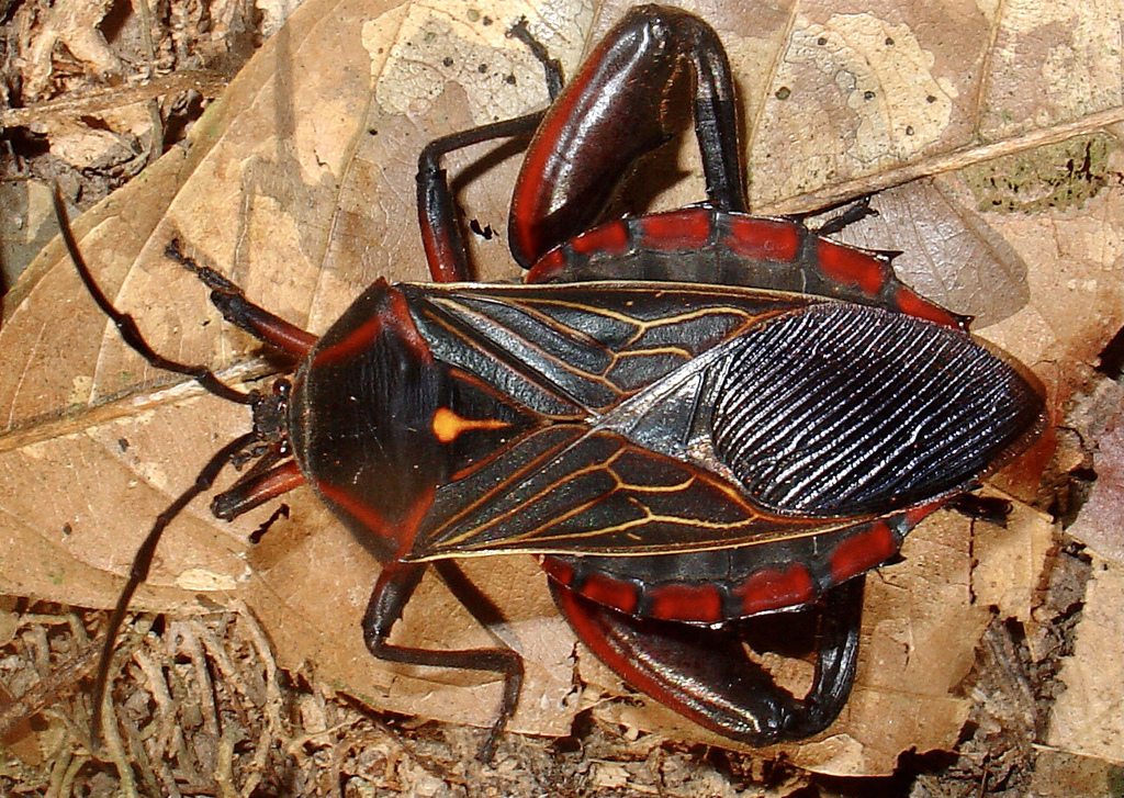Pachylis pharaonis