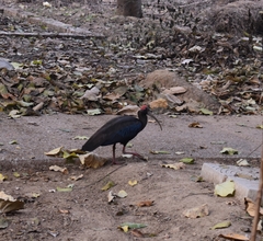 Pseudibis papillosa
