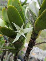 Cyrtorchis arcuata