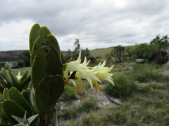 Cyrtorchis arcuata