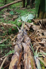 Musa acuminata