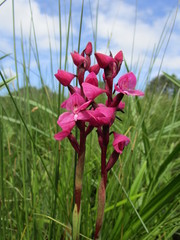 Disa caffra