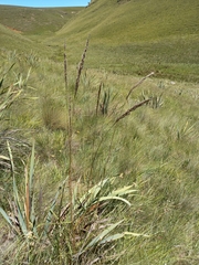 Miscanthus ecklonii