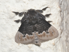 Podalia dimidiata