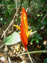 Heliconia densiflora