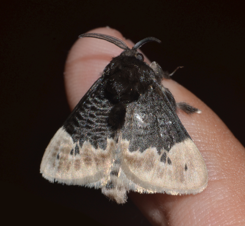 Podalia dimidiata