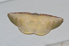 Lepidoptera