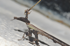 Stenophylla cornigera