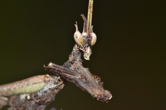 Stenophylla cornigera