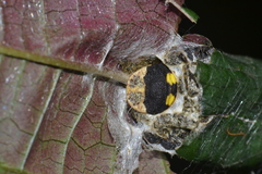 Mimallonidae