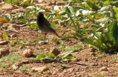 Phoenicurus ochruros gibraltariensis